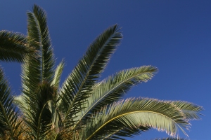 Palmier de la plage de Menton