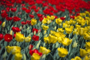 Parterre de tulipes
